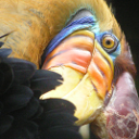 Bird image for compression